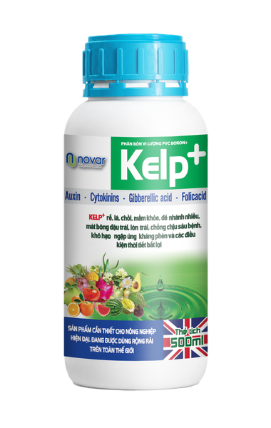  KELP + 