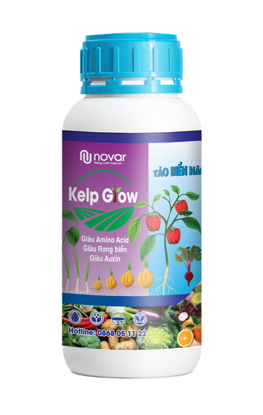  KELP GROW - TẢO BIỂN NÂU 