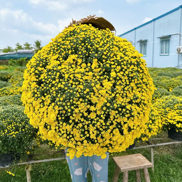  Cặp hoa cúc mâm xôi size VIP hoa đang nở 