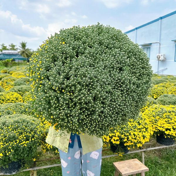  Cặp hoa cúc mâm xôi size VIP nụ xanh 