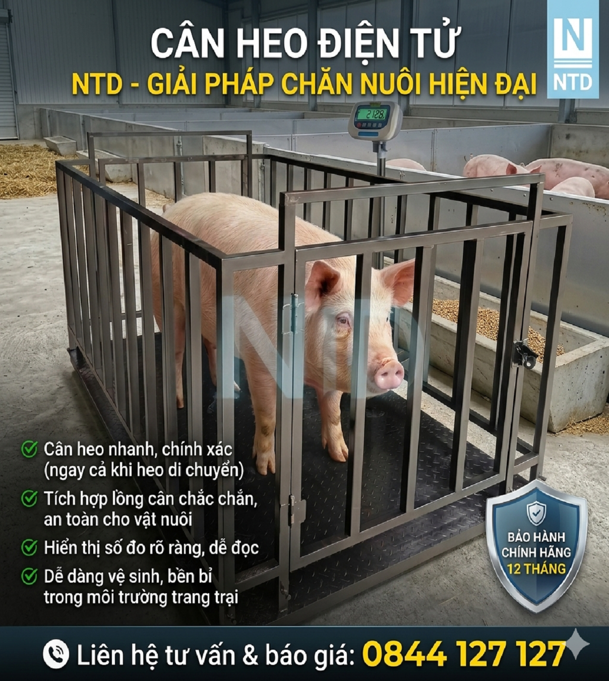  Cân heo 