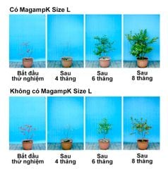Phân bón Magamp K Coarse Grade NPK 6-40-6 (600gram)