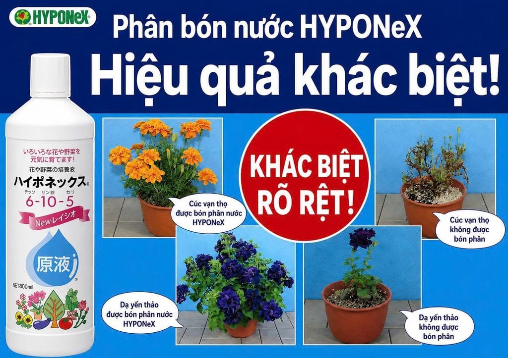 Hyponex Original Liquid  NPK=6-10-15    450ml