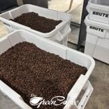  Cà Phê Robusta Honey Lâm Đồng The Green Coffee Roasters, Rang Mộc, Pha Máy/ Pha Phin/ Cold Brew - Túi 500Gr 