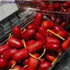 Chà Là Huyết Rồng - Chà Là đỏ - Hộp 500gram