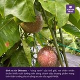 Chanh Dây Giống Nhật Okinawa - Chanh Leo 