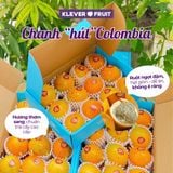  Chanh Dây Giống Colombia - Chanh Leo Hút Colombia 