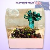  Cherry Đỏ New Zealand Size 26+ 