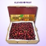  Cherry Jumbo Mỹ Size 9.5 Row (28 - 30mm) - USA Cherry 