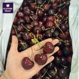  Cherry Top Mỹ Size Đại 8 Row (34-36mm) - USA Cherry (Có Hàng Tại Hà Nội) 