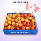  Cherry Vàng Canada - Rainier Cherry - Dòng Cherry Quý Hiếm 
