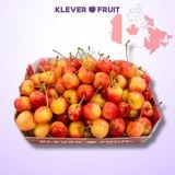  Cherry Vàng Canada - Rainier Cherry - Dòng Cherry Quý Hiếm 