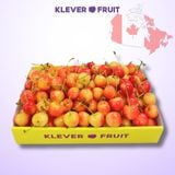  Cherry Vàng Canada - Rainier Cherry - Dòng Cherry Quý Hiếm 