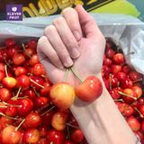  Cherry Vàng Úc - Cherry Rainier Úc Quý Hiếm 