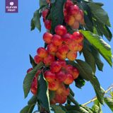  Cherry Vàng Úc - Cherry Rainier Úc Quý Hiếm 