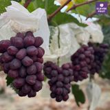  Nho Royal Vine Hàn Quốc - Nho Premium 