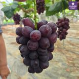  Nho Royal Vine Hàn Quốc - Nho Premium 