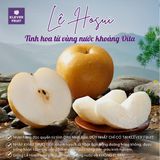  Lê Nhật Bản - Giống Hosui 
