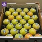  Mận Emerald Blush Úc 