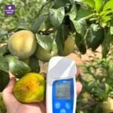  Mận Úc Trứng Rùa Turtle Egg – Mận Siêu Ngọt Từ Úc 