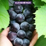  Nho Giống Nhật Black Pearl 