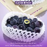  Nho Giống Nhật Black Pearl 