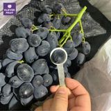  Nho Đen Kẹo Candy Crunch Úc (Có hàng tại HN) 