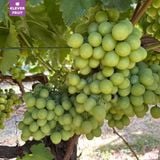  Hộp Gỗ 03Kg Nho Xanh Autumn Crisp Úc 