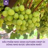  Nho Xanh Không Hạt Úc - Nho Autumn Crisp 