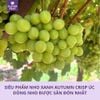  Giỏ 2.5kg Nho Xanh Autumn Crisp Úc 