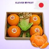  Quýt Nhật Bản 