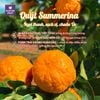 Quýt Summerina Úc – Trái Cây Nhập Khẩu Cao Cấp | Klever Fruit