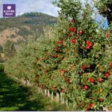  Táo Ambrosia Canada Size Nhỏ - Táo Canada 