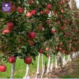  Táo Ambrosia Canada Size Nhỏ - Táo Canada 