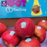  Táo Ever Crisp New Zealand Size Nhỏ - Táo New Zealand 