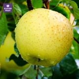  Táo Ohrin Nhật Bản 