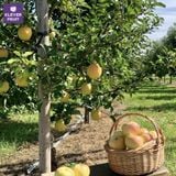  Táo Toki Nhật Bản - Táo Vàng Nhật Bản 