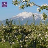  Táo Toki Nhật Bản - Táo Vàng Nhật Bản 