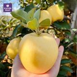  Quà Tết Táo Vàng Kinsei Nhật Bản 