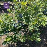  Việt Quất Canada - Canadian Blueberries 