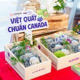  Việt Quất Canada - Canadian Blueberries 