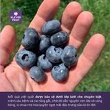  Việt quất New Zealand - New Zealand Blueberries 