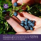  Việt quất New Zealand - New Zealand Blueberries 