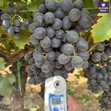  Nho Đen Không Hạt Mỹ VIP - Nho Adora Quả To Ngọt Đậm 