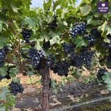  Nho Đen Không Hạt Mỹ VIP - Nho Adora Quả To Ngọt Đậm 