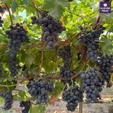  Nho Đen Không Hạt Mỹ VIP - Nho Adora Quả To Ngọt Đậm 