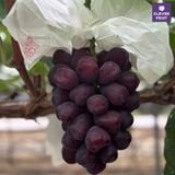  Nho Royal Vine Hàn Quốc - Nho Premium 