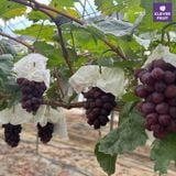  Nho Royal Vine Hàn Quốc - Nho Premium 
