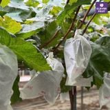  Nho Royal Vine Hàn Quốc - Nho Premium 