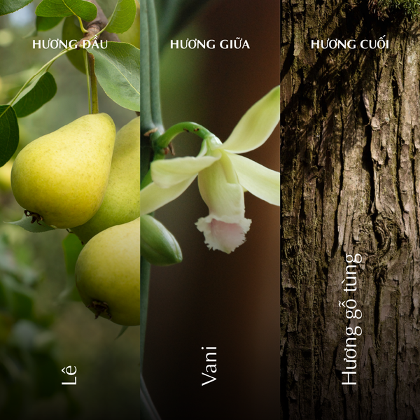 Nến thơm (K1) - Hương Đông - Trắng Bóng Mờ